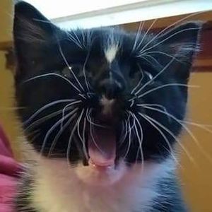 Meet your Posher, Susan